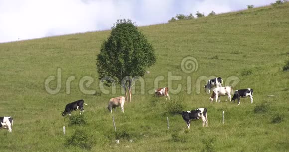 成群的牛用树在山上放牧视频的预览图