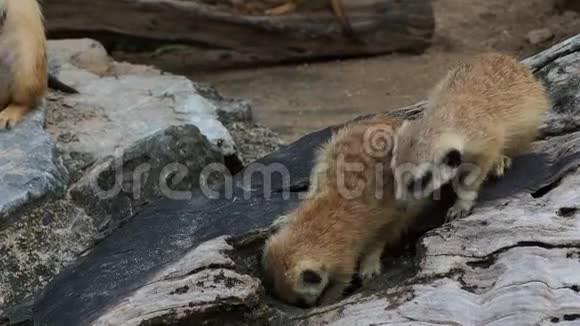 猫鼬挖洞或挖木洞寻找食物视频的预览图