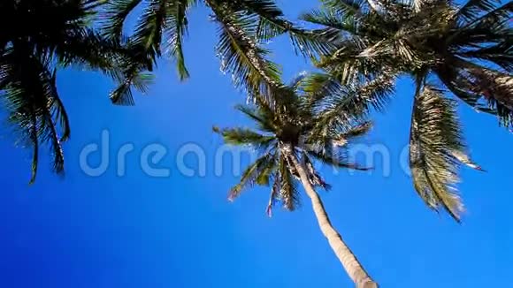 仙溪公园从棕榈顶到青草的镜头移动视频的预览图