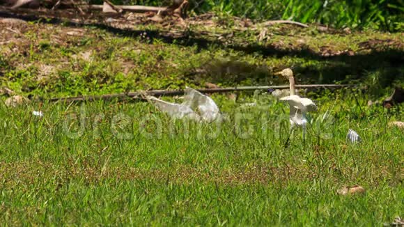 公园草地上长颈白鸟漫步视频的预览图
