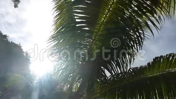 热带绿棕树平底锅夏季视频的预览图