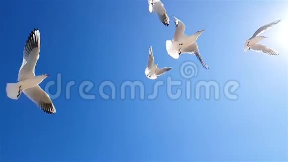 海鸥在天空的背景下缓慢运动更大的海鸥在背景下没有多云的天空视频的预览图