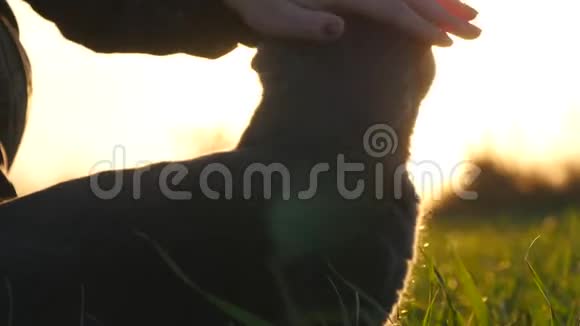 日落时分一个女孩在田野里抚摸一只英国品种的猫视频的预览图