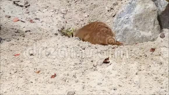 婴儿猫鼬苏里卡塔视频的预览图