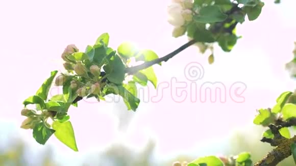 盛开的苹果树树枝4k视频的预览图