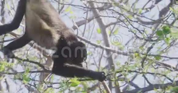 4在哥斯达黎加热带雨林中觅食树叶的野啸猴视频的预览图