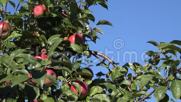 满是红熟苹果的树枝在蓝天的映衬下放大4K视频的预览图