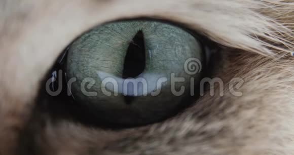 猫用蓝色或绿色的大眼睛特写看着相机金色的英国猫视频的预览图