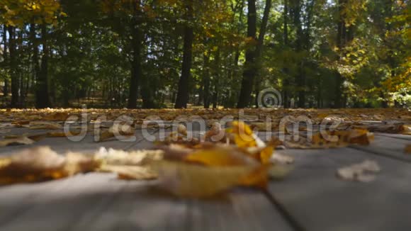在秋天飘落的叶子上合上视频的预览图