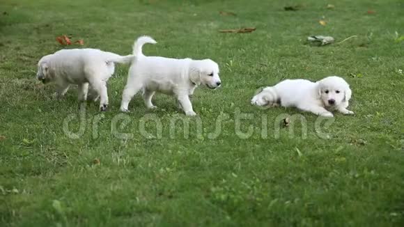 一只金毛猎犬的小狗在公园里玩耍视频的预览图