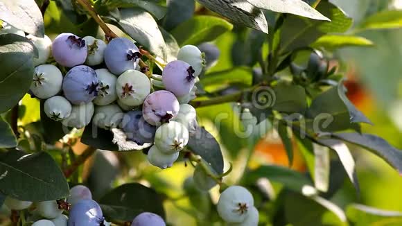 蓝莓正在灌木上成熟树枝上的成熟和绿色浆果视频的预览图