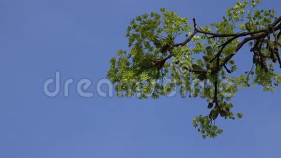 迎着蓝天枫树盛开的枝条特写4K视频的预览图