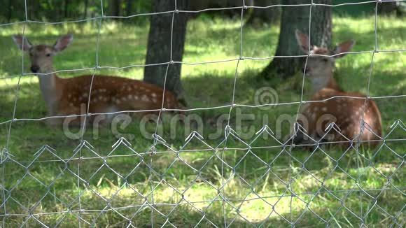 动物躺在有围墙的动物园草地上放大视频的预览图