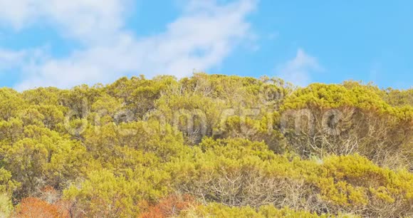 布什地中海撒丁岛温暖的群山视频的预览图