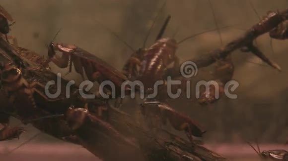 美国蟑螂在水族馆视频的预览图