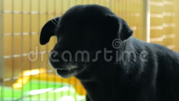 在收容所或动物苗圃里悲伤的混血狗的肖像动物避难所概念视频的预览图