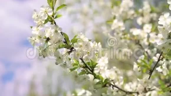 4k阳光明媚的春天开花樱桃视频的预览图