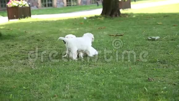 一只金毛猎犬的小狗在公园里玩耍视频的预览图