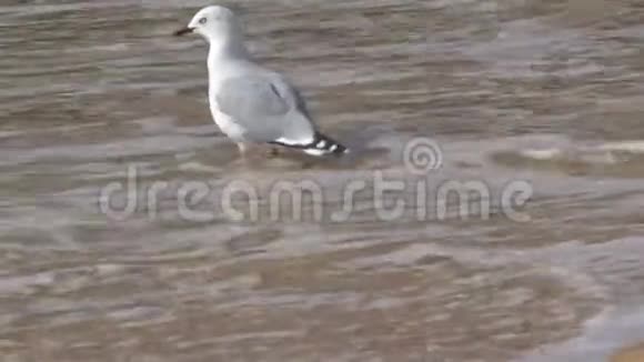 海鸥在海滩上金湾新西兰视频的预览图