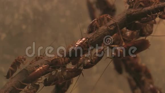 美国蟑螂在水族馆视频的预览图