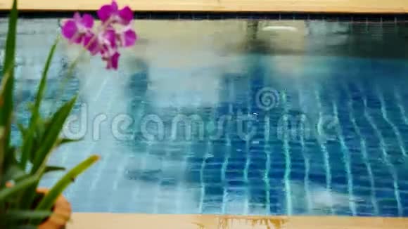 池中的雨映衬着一朵花的前景3840x21604k视频的预览图