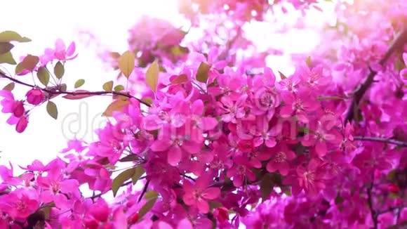 日光下的粉红树春天开花树的枝条果树慢动作视频的预览图