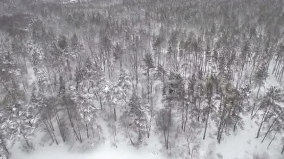 冬季在雪云杉林上空低飞视频的预览图
