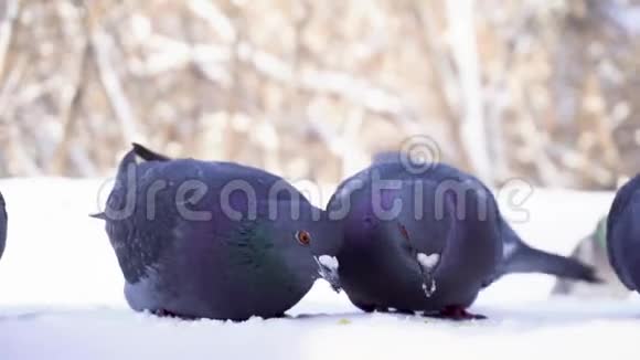 鸽子在雪地里吃谷物公园里一群鸽子在雪地里吃着散落的谷粒视频的预览图