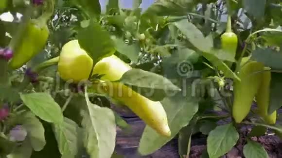 有机生产的胡椒蔬菜视频的预览图