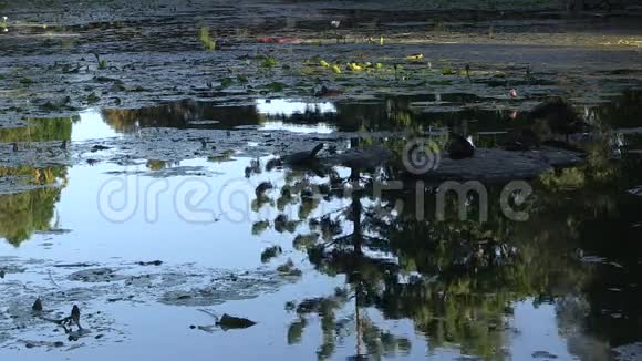 澳大利亚布里斯班公共植物园池塘视频的预览图
