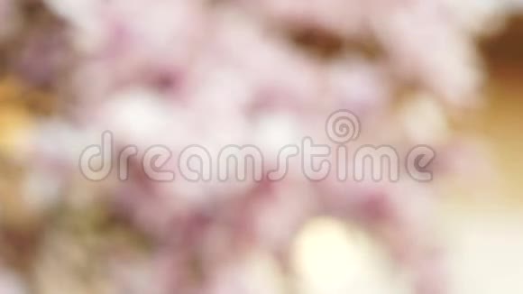 一朵盛开的木兰枝视频的预览图