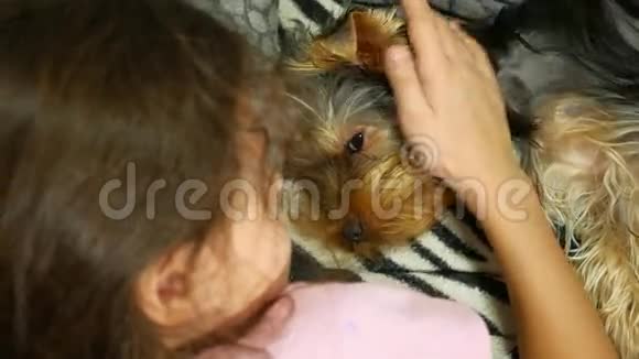 小女孩抚摸着躺在床上的约克郡猎犬友谊宠物视频的预览图