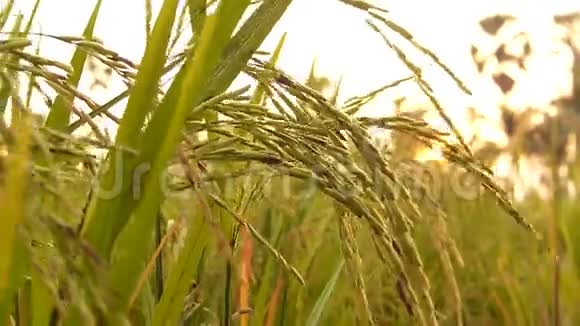 收获后的泰国水稻种子视频的预览图