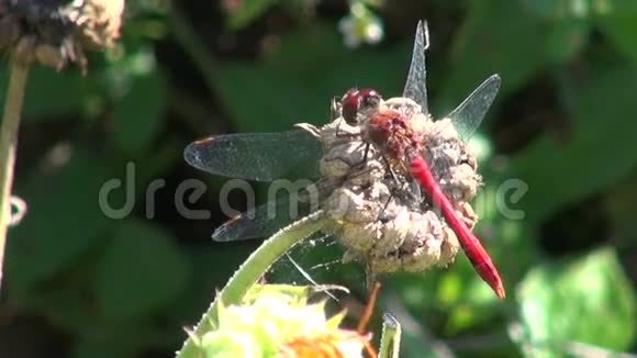 蜻蜓昆虫视频的预览图