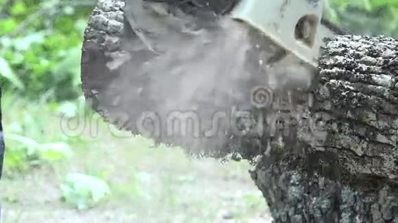 工人手带手套用电锯锯切厚厚的枫树树干视频的预览图