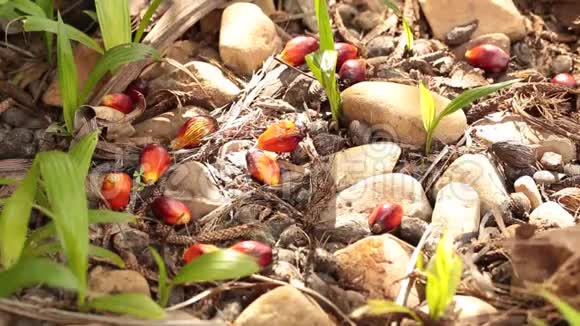 小绿树棕榈芽植物生长林泥生态理念视频的预览图