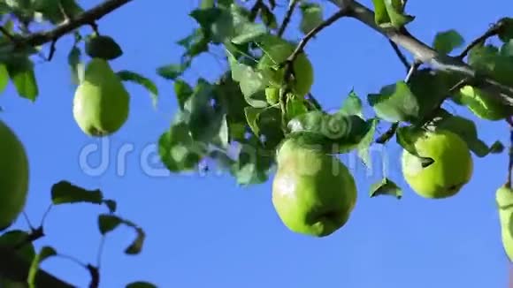 熟梨挂在树上视频的预览图