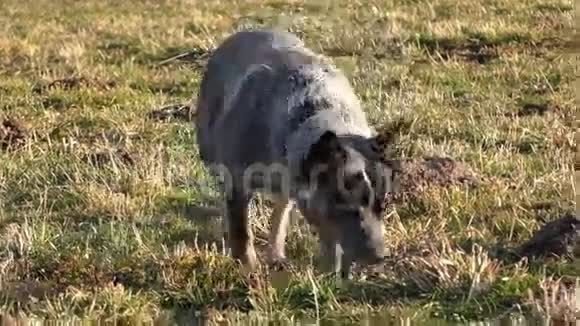 澳大利亚养牛犬视频的预览图