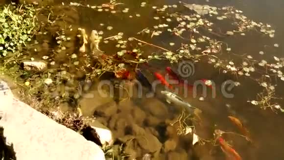 锦鲤游泳比赛在锦鲤池塘弗吉尼亚理工大学植物园布莱克堡视频的预览图