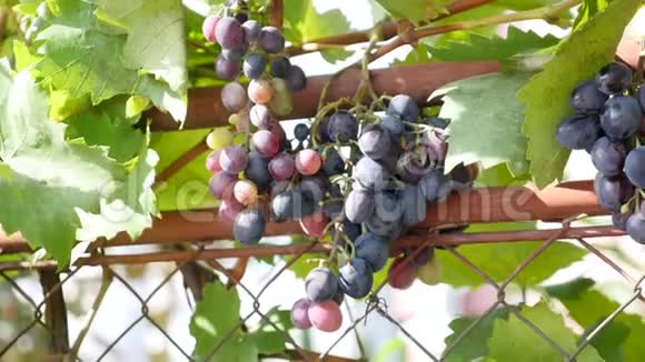 一堆堆红色葡萄挂在葡萄园里一排排皮诺特诺尔葡萄准备在日出时在葡萄园采摘视频的预览图