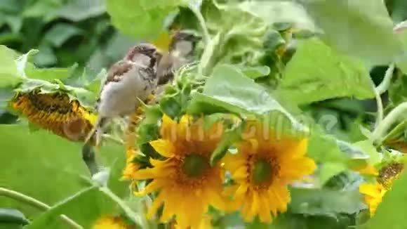 麻雀啄向日葵的种子视频的预览图
