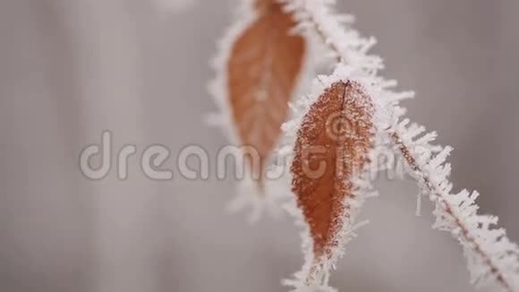 在海霜中的叶子视频的预览图