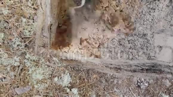 考古清扫挖掘的墙壁视频的预览图
