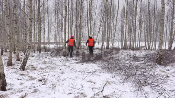 树枝上桦树林里的伐木工人视频的预览图