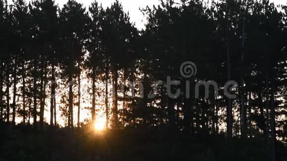太阳从松树剪影中升起视频的预览图
