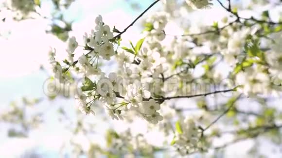 春天樱花树的花动4k视频的预览图