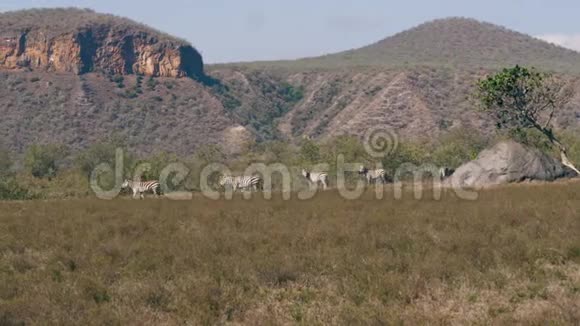 野生非洲斑马在干旱季节的平原上放牧视频的预览图