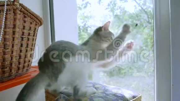 小猫在窗户上玩捉苍蝇小猫宠物搞笑视频的预览图