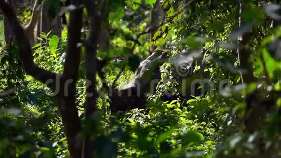 印度犀牛独角兽也叫大一角犀牛在森林中行走视频的预览图