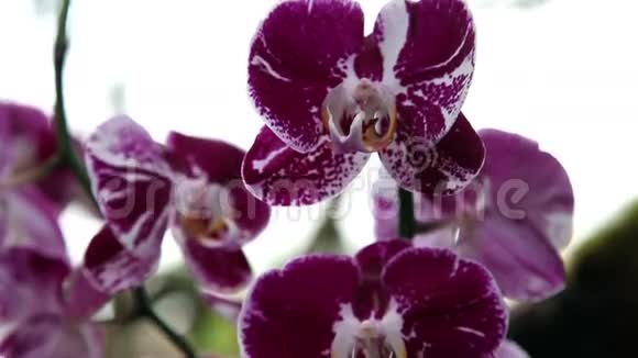 美丽的紫兰花视频的预览图